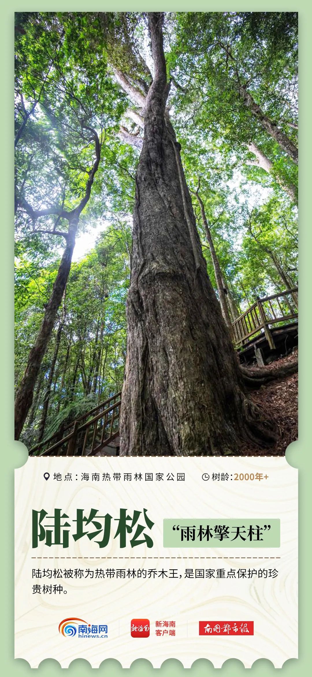 2600岁、1500岁……海南现存17864株古树名木