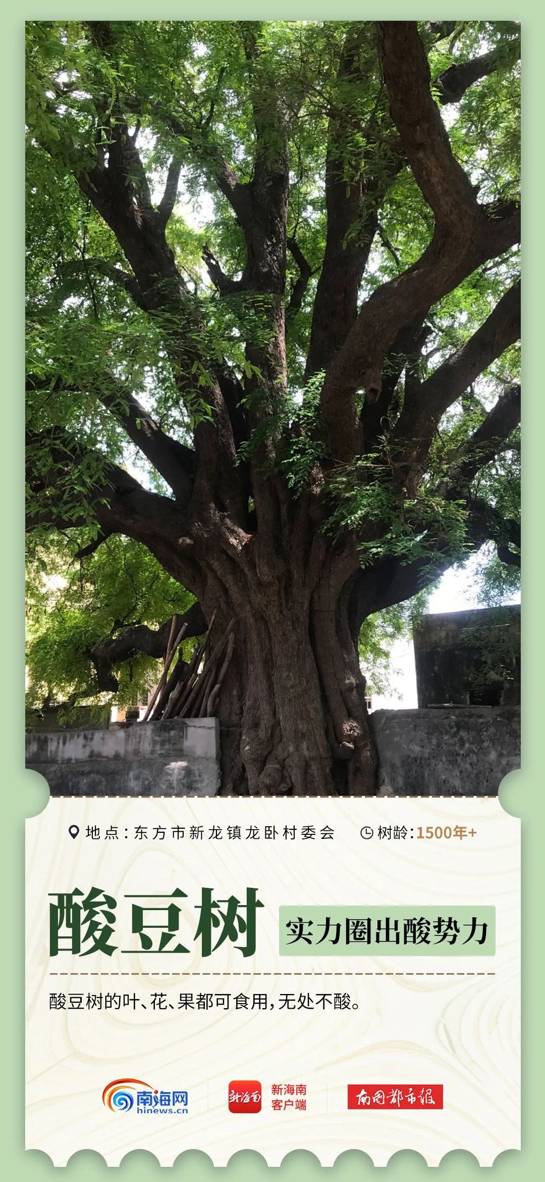 2600岁、1500岁……海南现存17864株古树名木