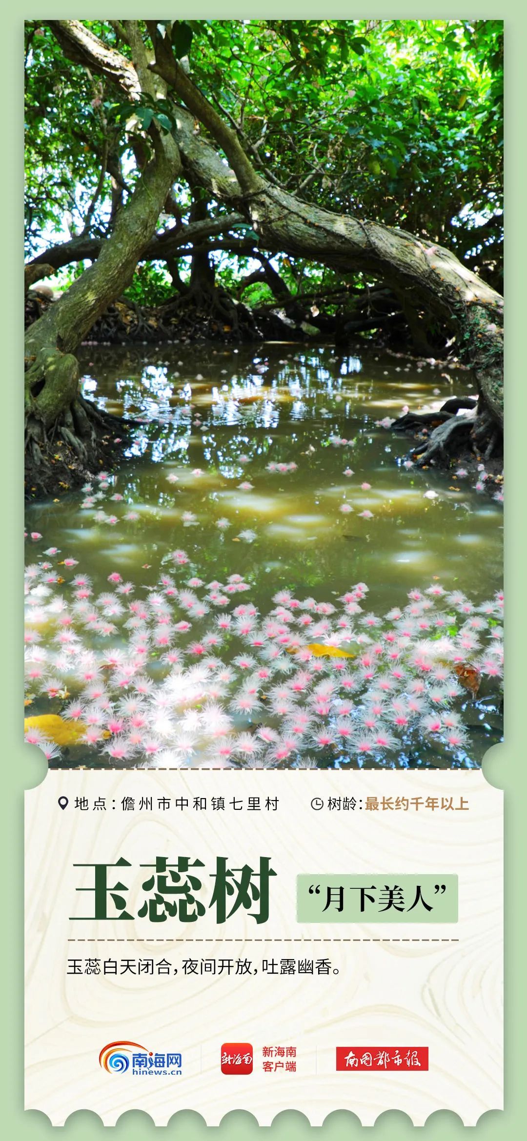 2600岁、1500岁……海南现存17864株古树名木