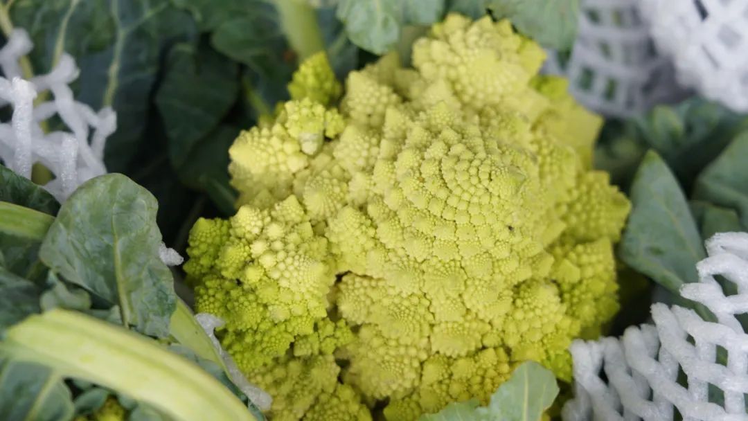 春菜抢占C位 又到把春天吃进嘴里的时节