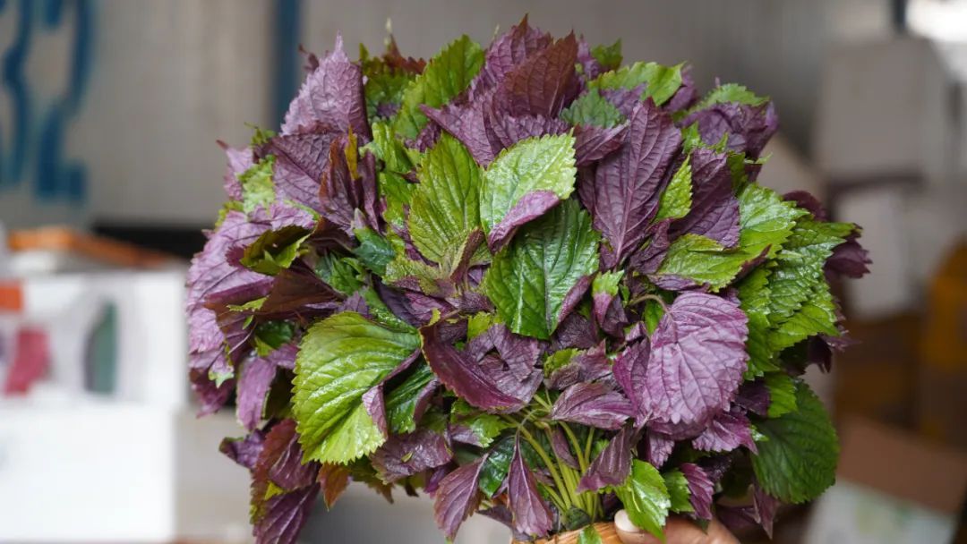 春菜抢占C位 又到把春天吃进嘴里的时节