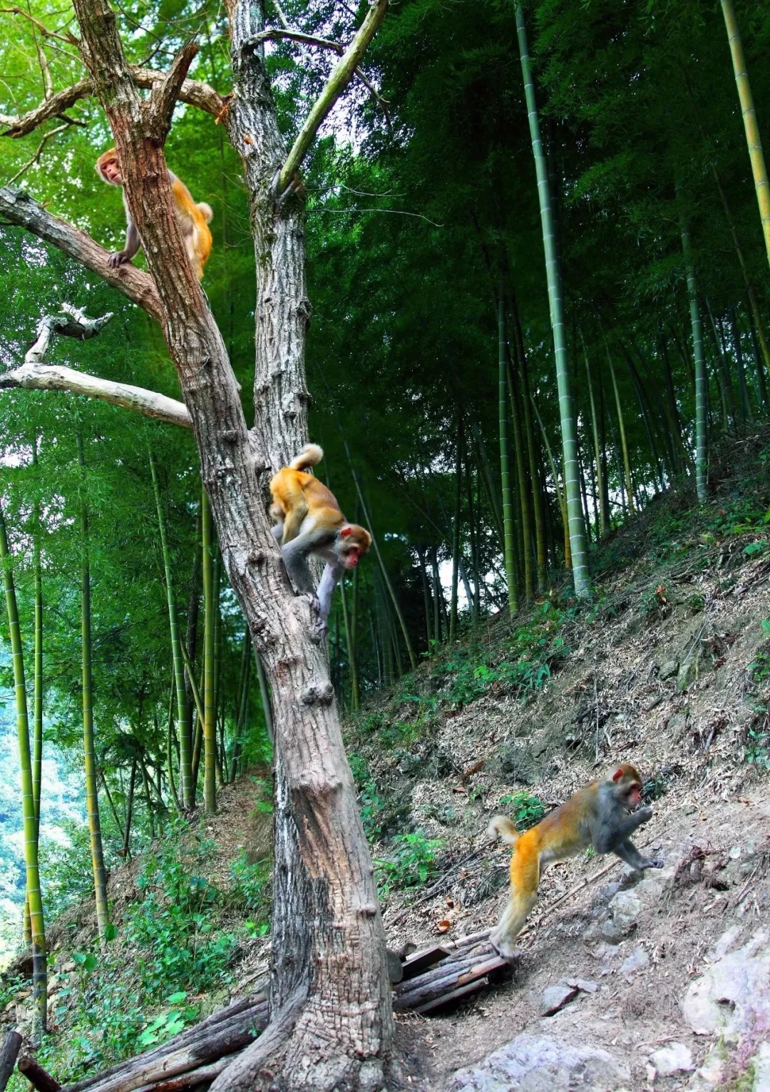 最多超200只！浙江一地大批猴子下山...