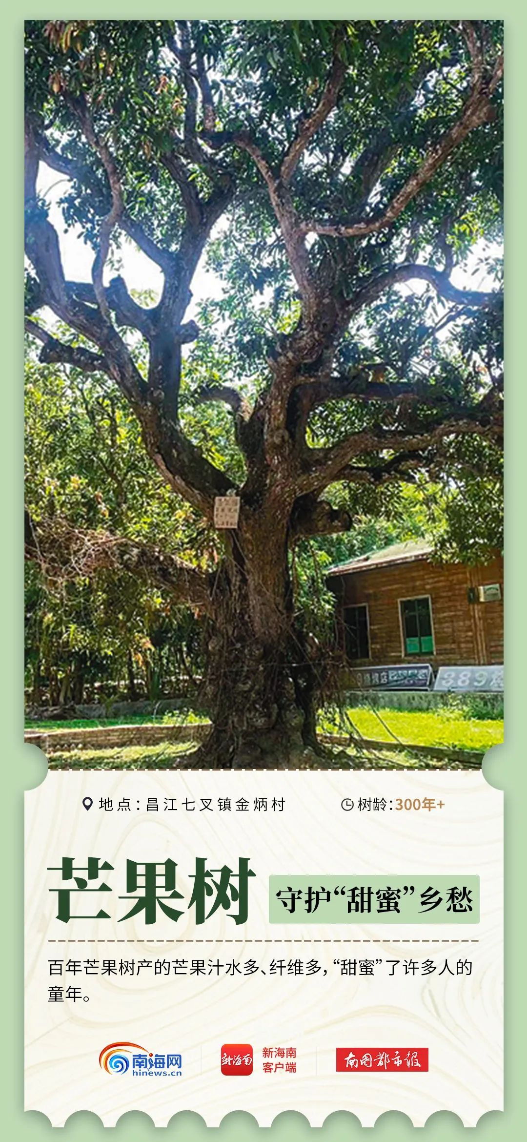 2600岁、1500岁……海南现存17864株古树名木