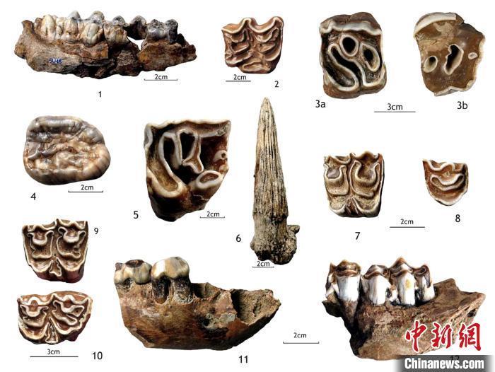 一眼万年，他为远古化石拍“证件照”