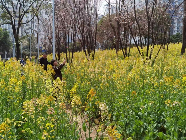 春日浪漫开启！美人梅携各色花草联袂登场