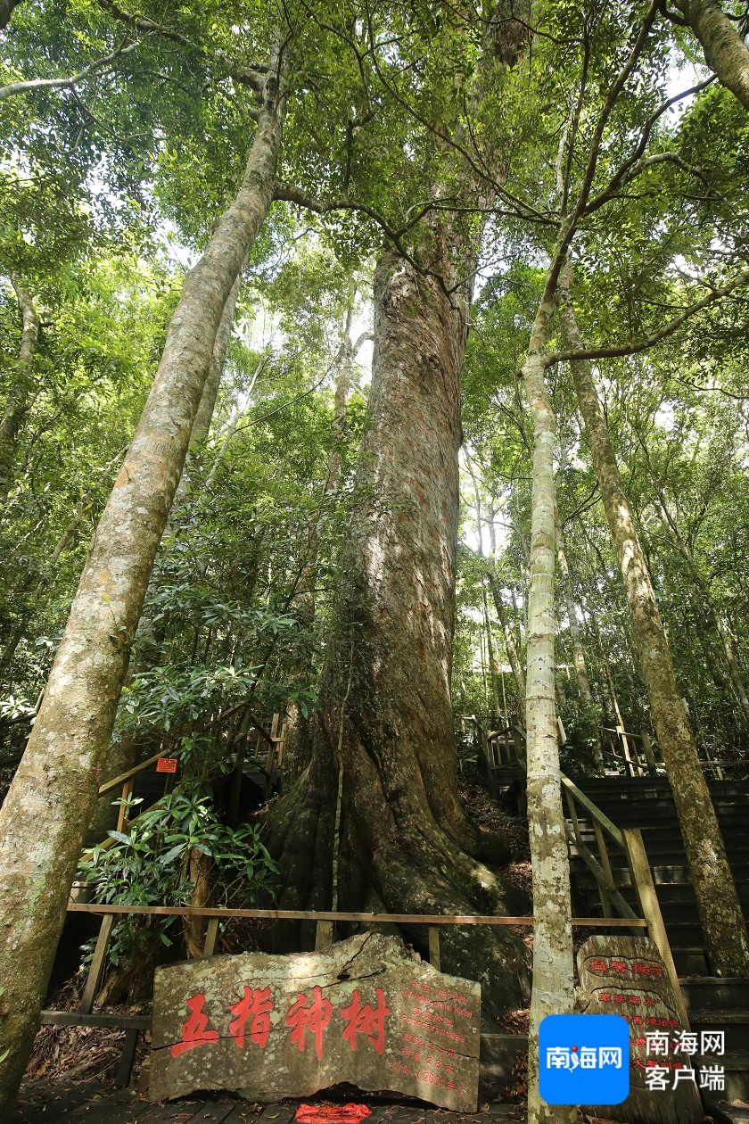 2600岁、1500岁……海南现存17864株古树名木