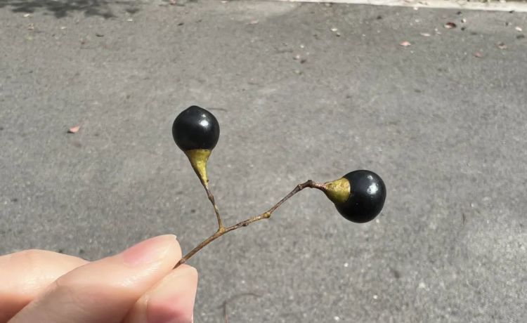 这种黑色果子别碰！街头已大量出现