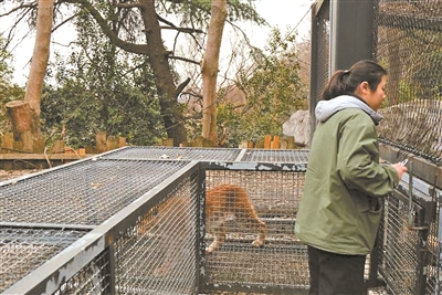 南京红山森林动物园火出圈 饲养员赵媛与“大猫咪”相处斗智斗勇