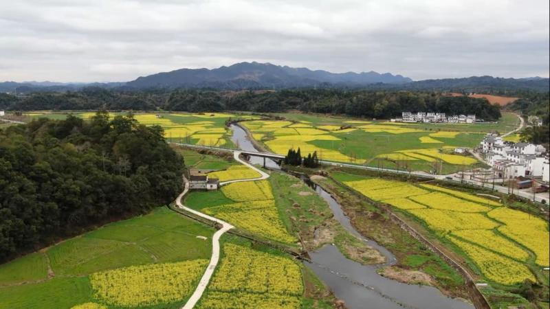 江西婺源：油菜花竞相开放 春日盛景醉游人