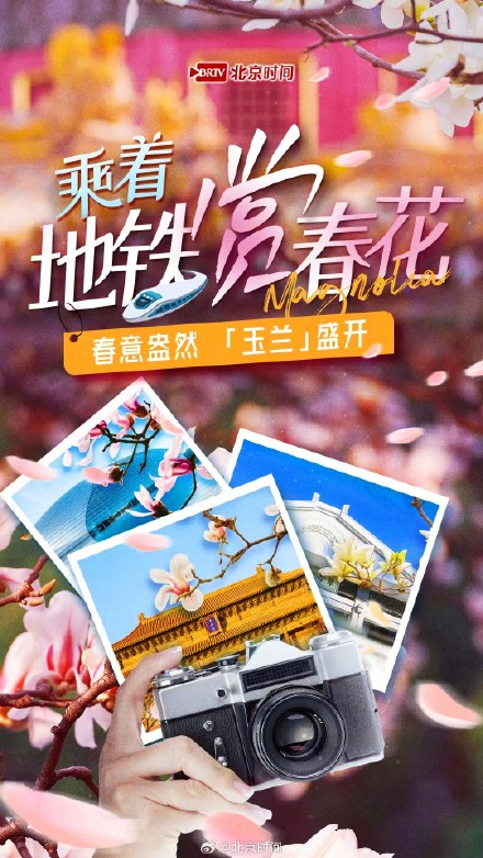 乘着地铁赏春花 |玉兰绽放!开启京城最美春色 乘着地铁赏春花 |玉兰绽放!开启京城最美春色