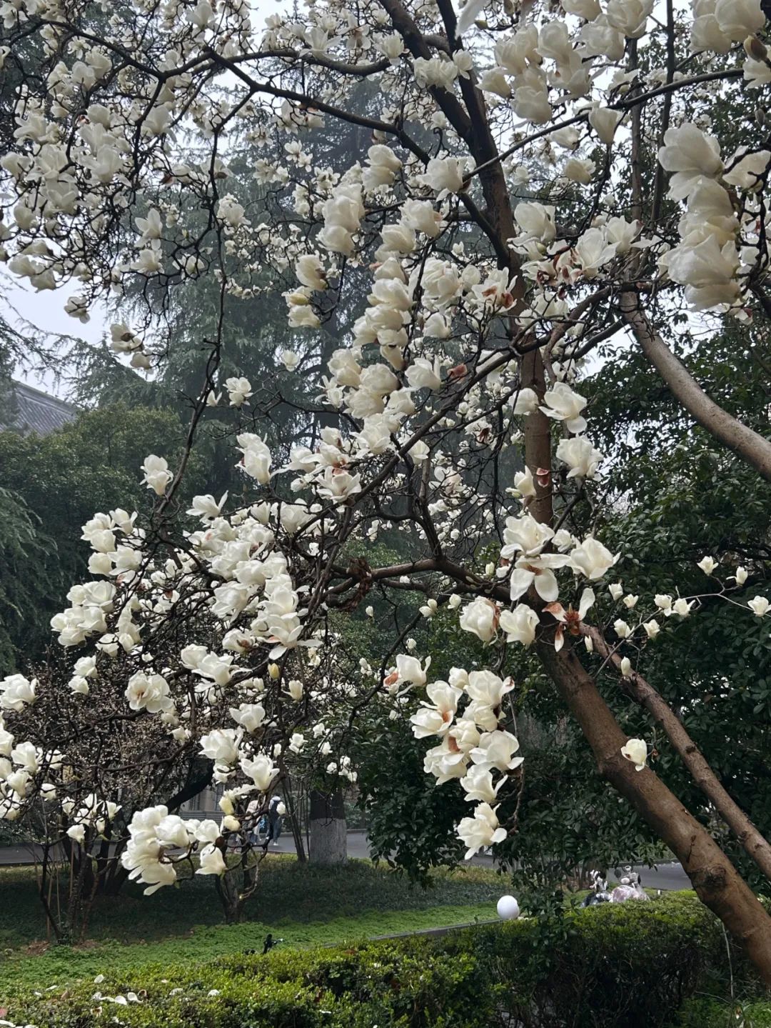 南京高校“顶流校花”大赏，你PICK哪个？