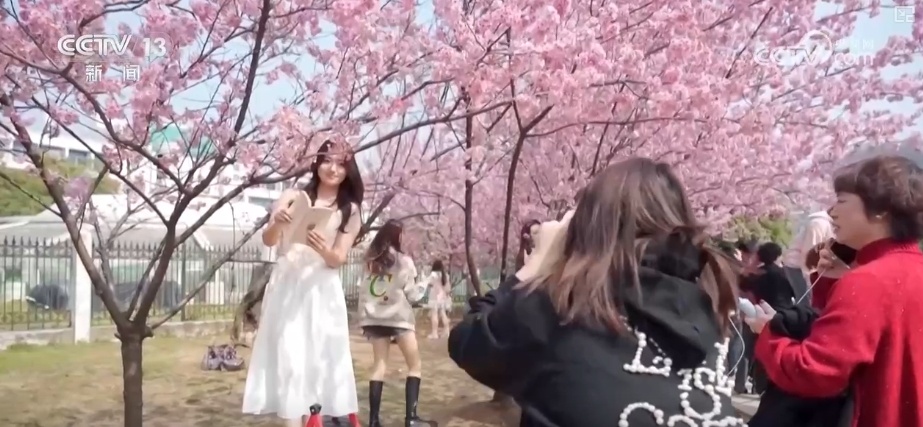 花样文旅“圈粉”引客来 “追花游”点亮旅游市场“多彩”引擎