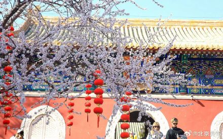 北海公园山桃花盛开 北海公园山桃花盛开