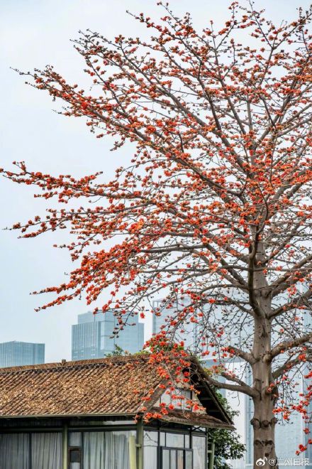 广州木棉花进入全面盛花期 广州木棉花进入全面盛花期