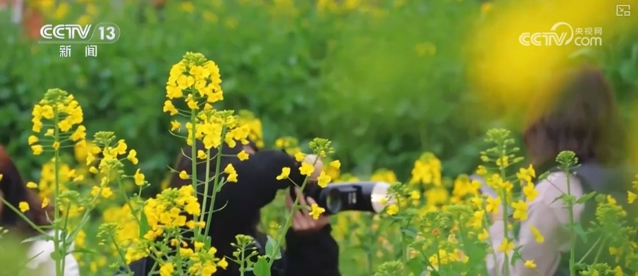 花样文旅“圈粉”引客来 “追花游”点亮旅游市场“多彩”引擎