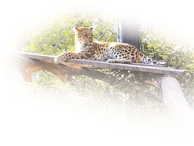 南京红山森林动物园火出圈 饲养员赵媛与“大猫咪”相处斗智斗勇