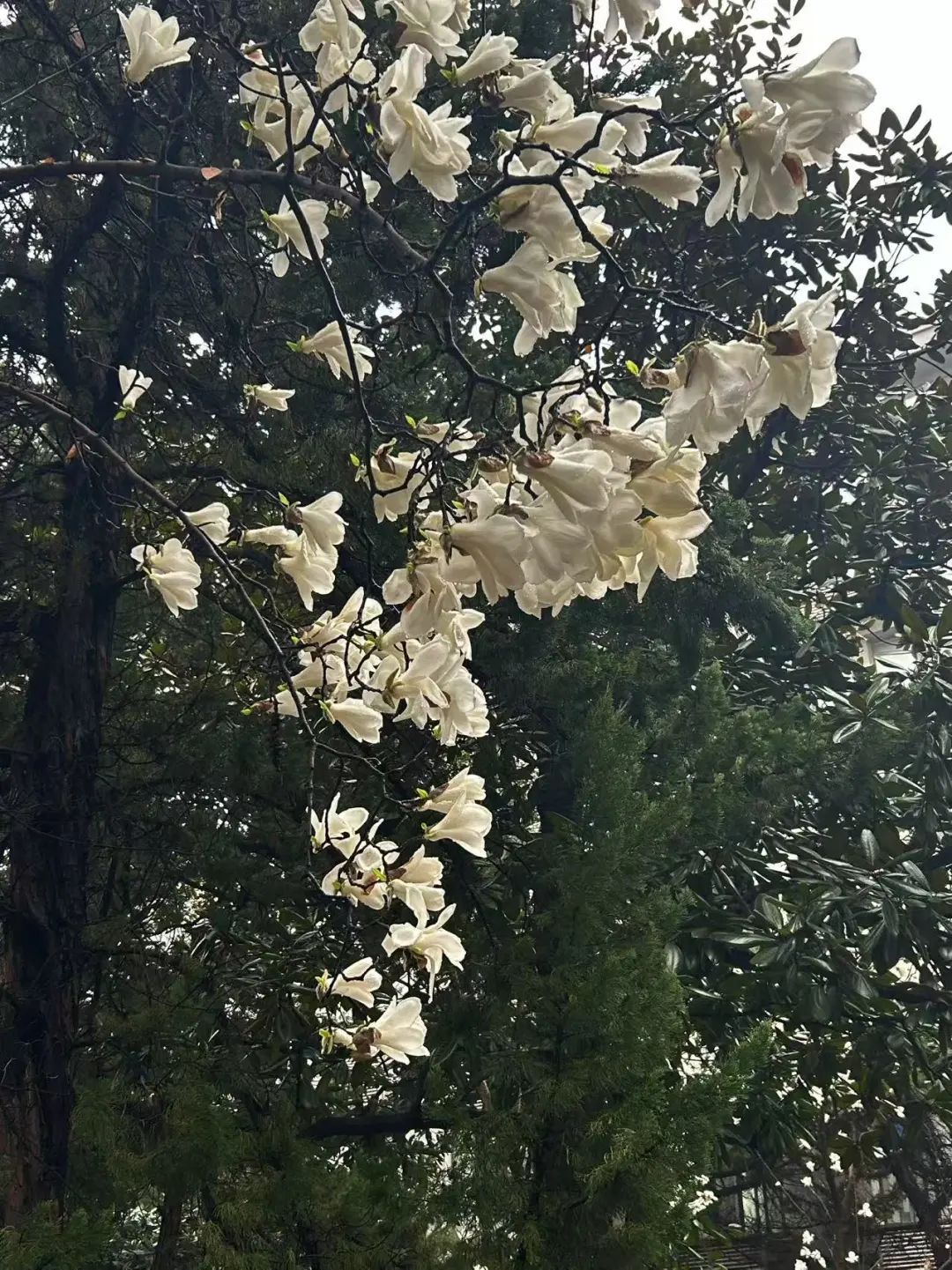 南京高校“顶流校花”大赏，你PICK哪个？