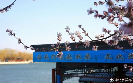 北海公园山桃花盛开 北海公园山桃花盛开
