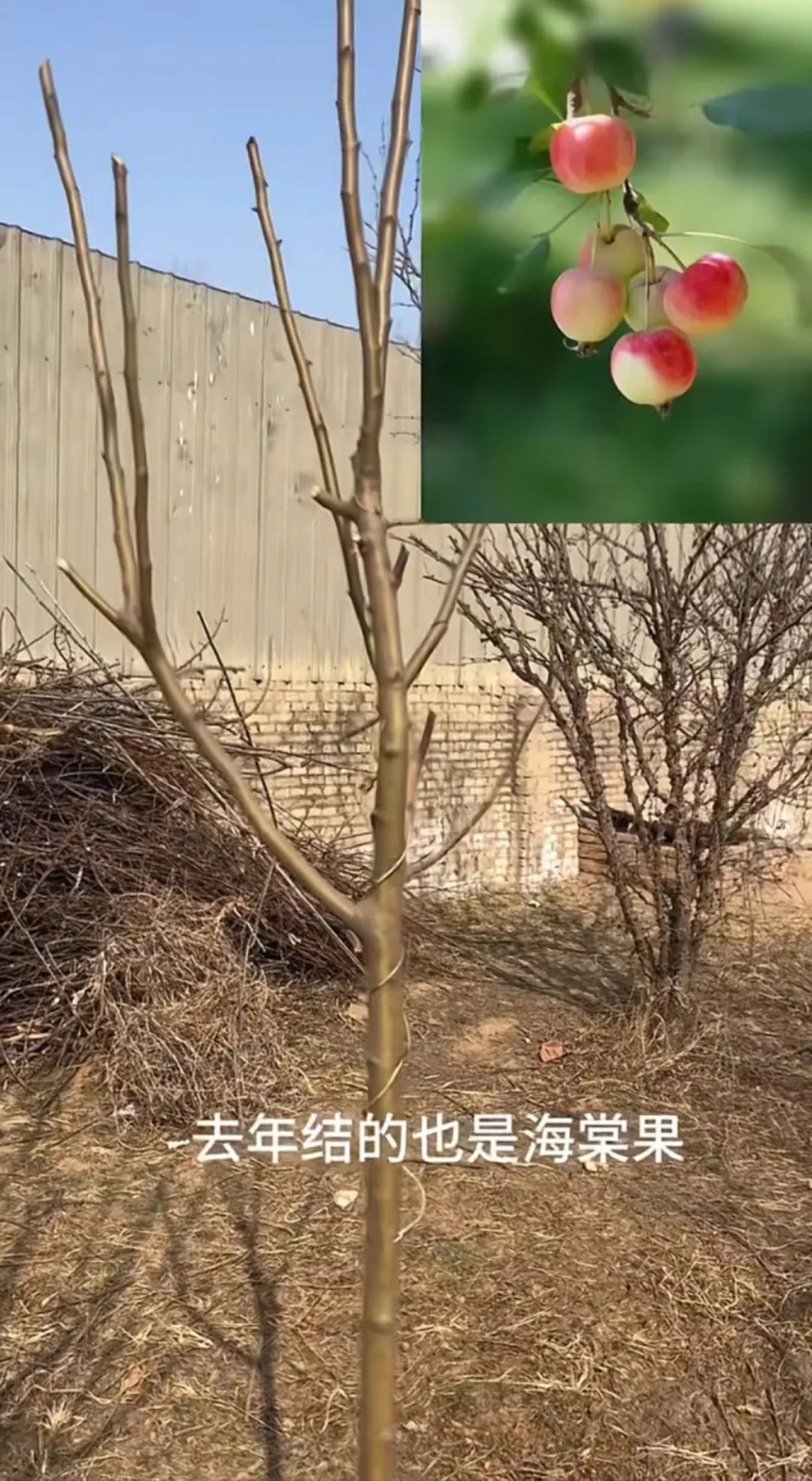 河北女子5年3次网购车厘子苗，都是海棠！自称大冤种，山东网友给她邮了两棵樱桃苗