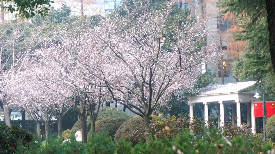 1个月办20多场!它是春日“顶流”…上海这里人从众,餐饮店前也大排长龙 1个月办20多场!它是春日“顶流”…上海这里人从众,餐饮店前也大排长龙