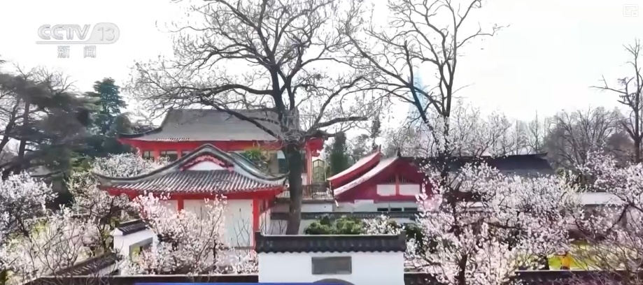 花样文旅“圈粉”引客来 “追花游”点亮旅游市场“多彩”引擎