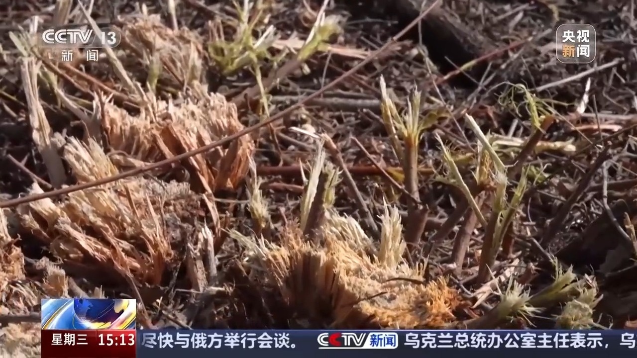 无人机“种草”、机器人植树 这份“治沙攻略”科技感满满