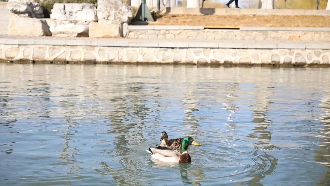 玉渊潭公园樱花季时间定了! 玉渊潭公园樱花季时间定了!