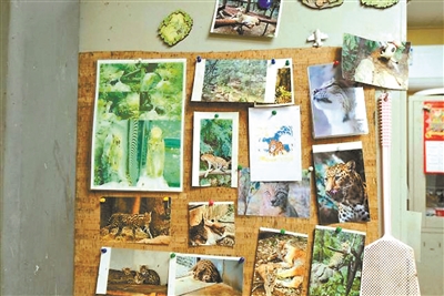 南京红山森林动物园火出圈 饲养员赵媛与“大猫咪”相处斗智斗勇