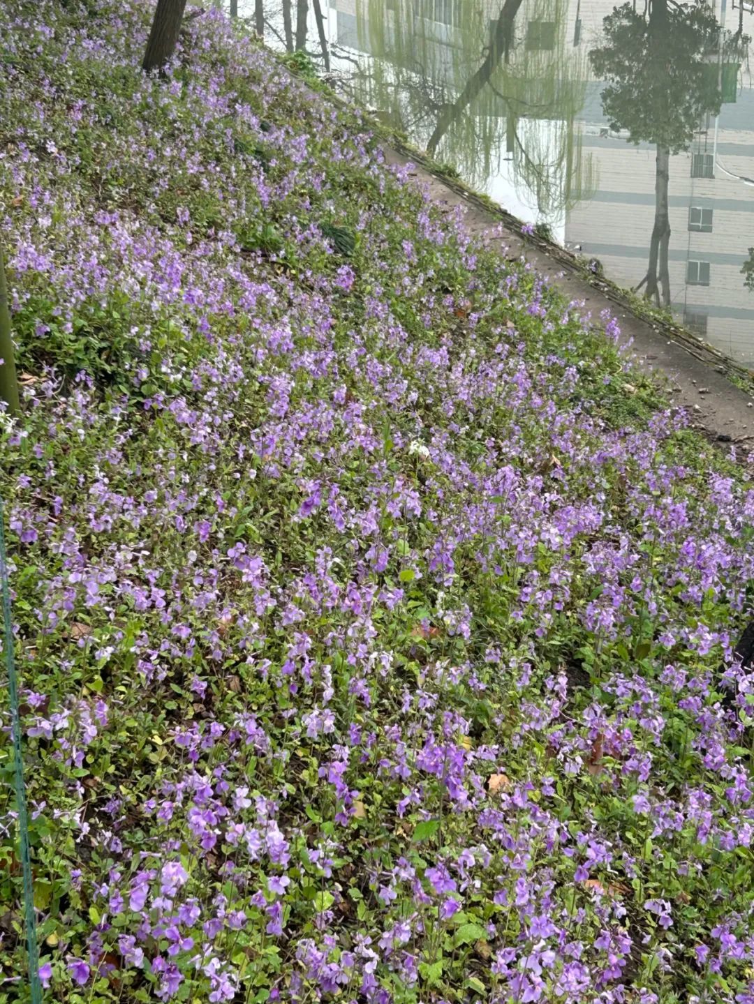 南京高校“顶流校花”大赏，你PICK哪个？