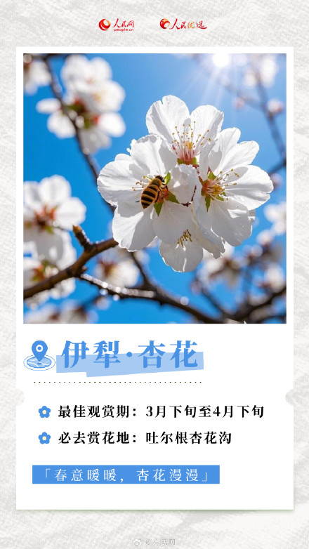 转发收藏！2025年春日赏花时间表
