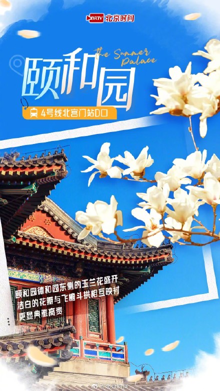 乘着地铁赏春花 |玉兰绽放!开启京城最美春色 乘着地铁赏春花 |玉兰绽放!开启京城最美春色
