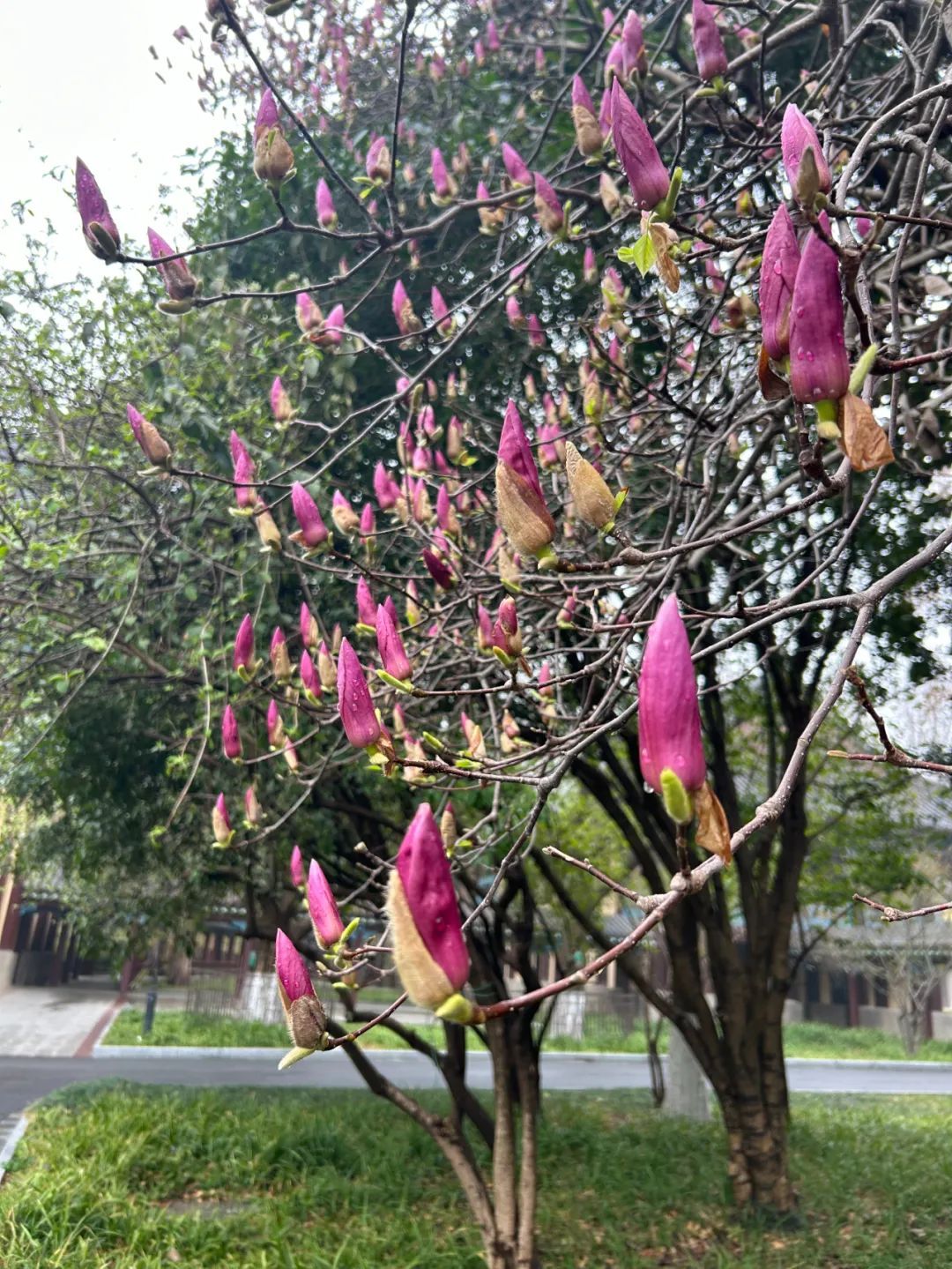 南京高校“顶流校花”大赏，你PICK哪个？