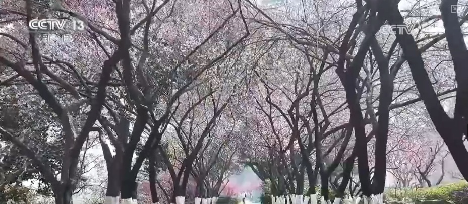 花样文旅“圈粉”引客来 “追花游”点亮旅游市场“多彩”引擎