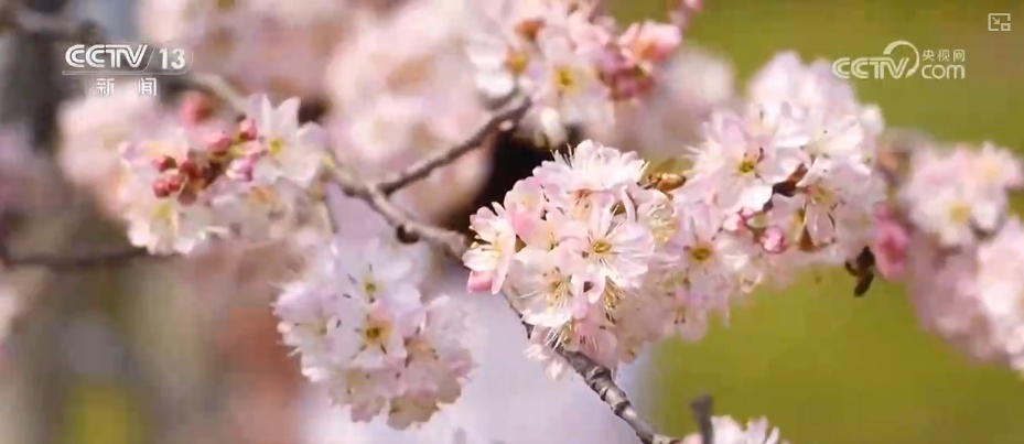 花样文旅“圈粉”引客来 “追花游”点亮旅游市场“多彩”引擎