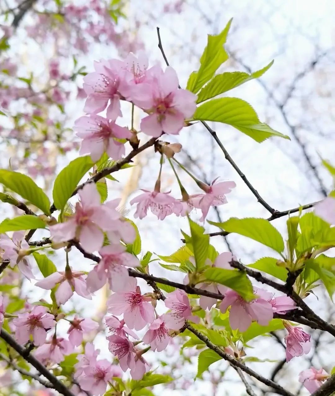南京高校“顶流校花”大赏，你PICK哪个？