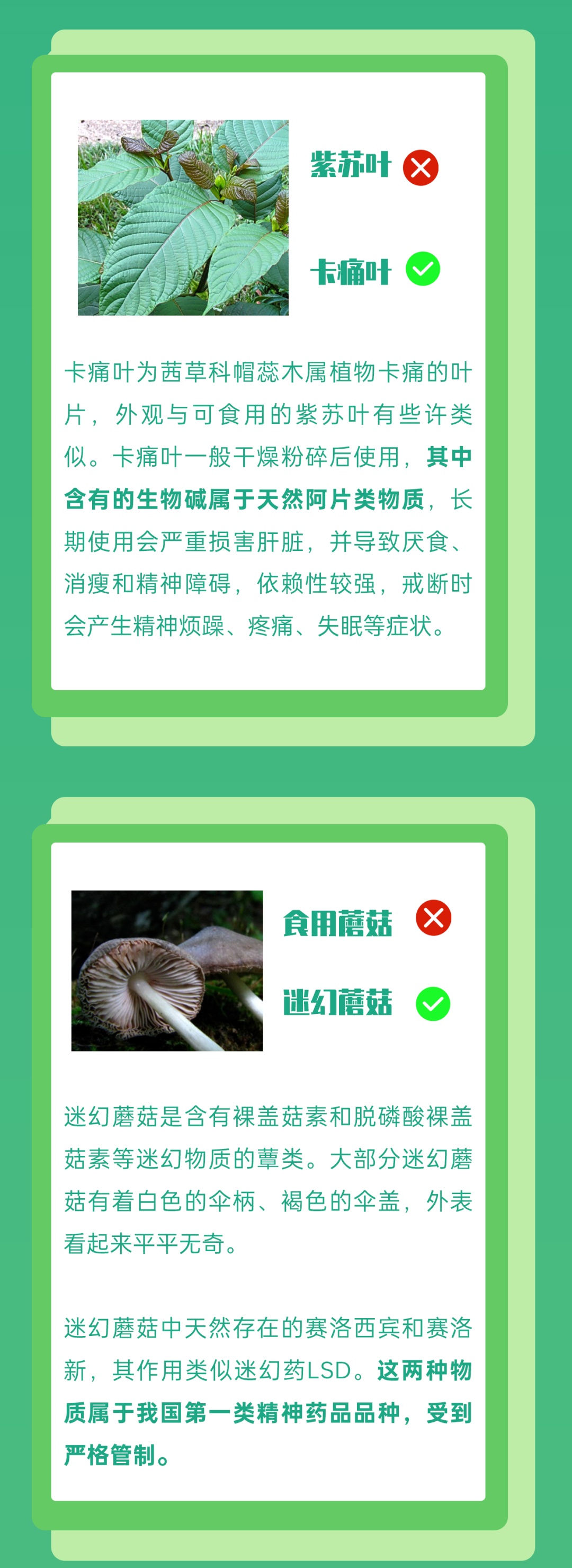 是“毒”不是菜,这种植物你“惹不起”! 是“毒”不是菜,这种植物你“惹不起”!