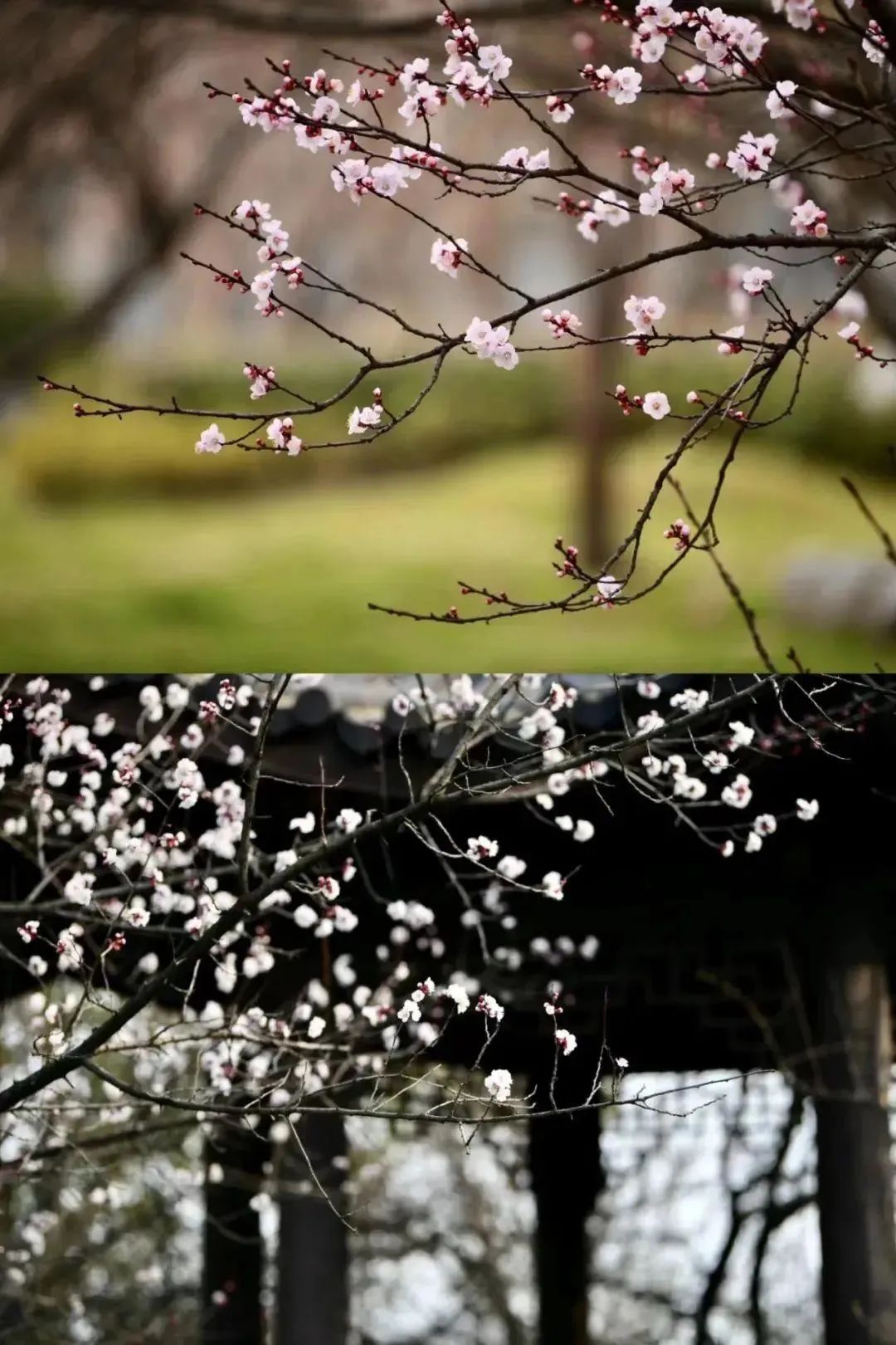 南京高校“顶流校花”大赏，你PICK哪个？