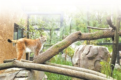 南京红山森林动物园火出圈 饲养员赵媛与“大猫咪”相处斗智斗勇