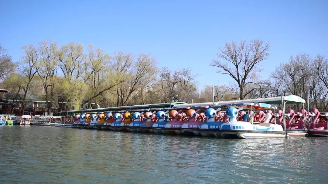 玉渊潭公园樱花季时间定了! 玉渊潭公园樱花季时间定了!