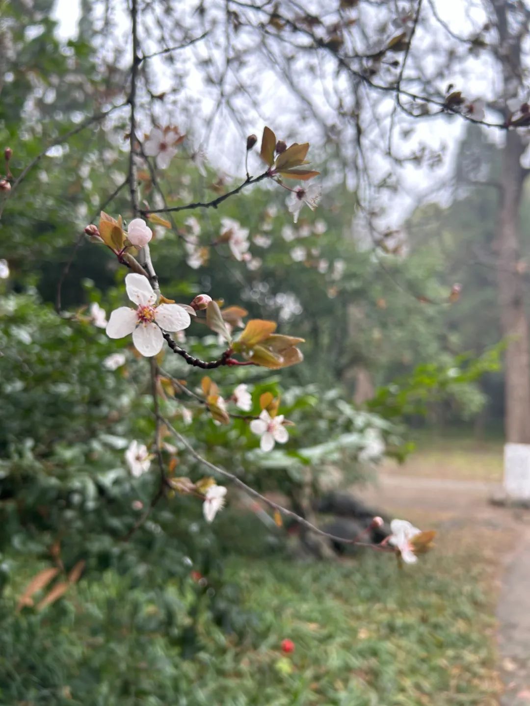 南京高校“顶流校花”大赏，你PICK哪个？