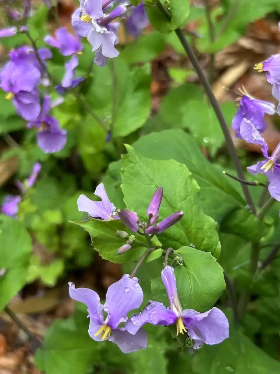 南京高校“顶流校花”大赏，你PICK哪个？