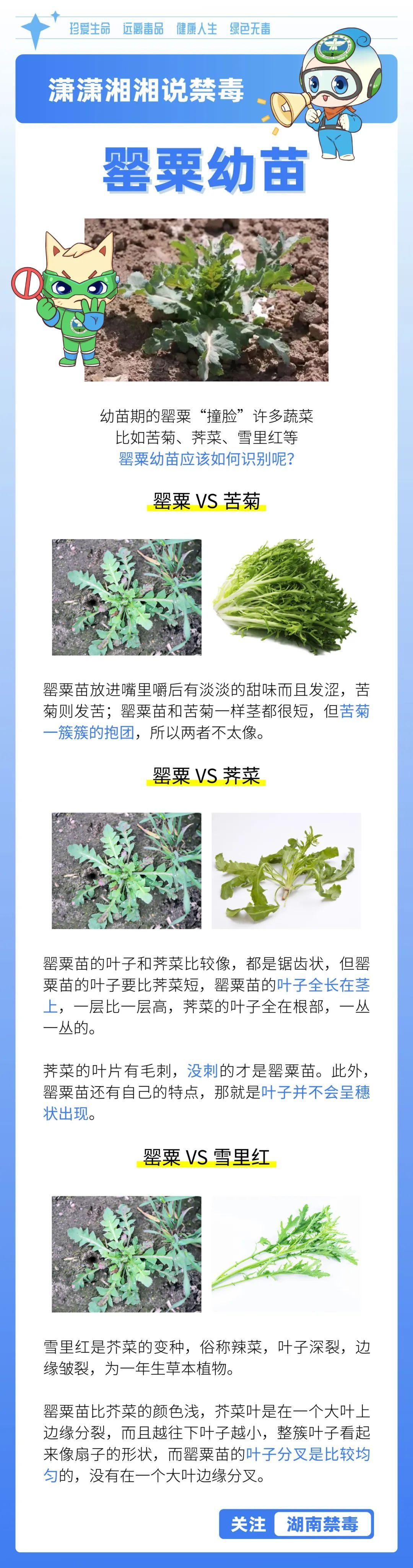 是“毒”不是菜,这种植物你“惹不起”! 是“毒”不是菜,这种植物你“惹不起”!
