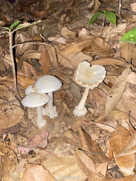 不采食野生蘑菇！深圳又有市民自行采食野生蘑菇中毒