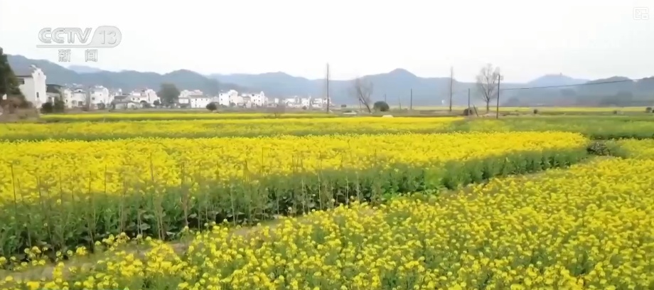 花样文旅“圈粉”引客来 “追花游”点亮旅游市场“多彩”引擎