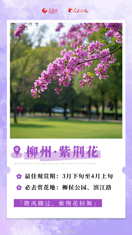 转发收藏！2025年春日赏花时间表