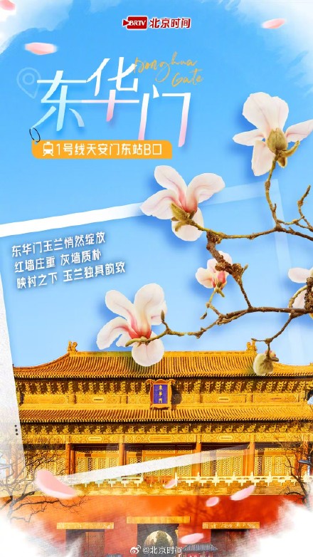 乘着地铁赏春花 |玉兰绽放!开启京城最美春色 乘着地铁赏春花 |玉兰绽放!开启京城最美春色