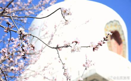 北海公园山桃花盛开 北海公园山桃花盛开