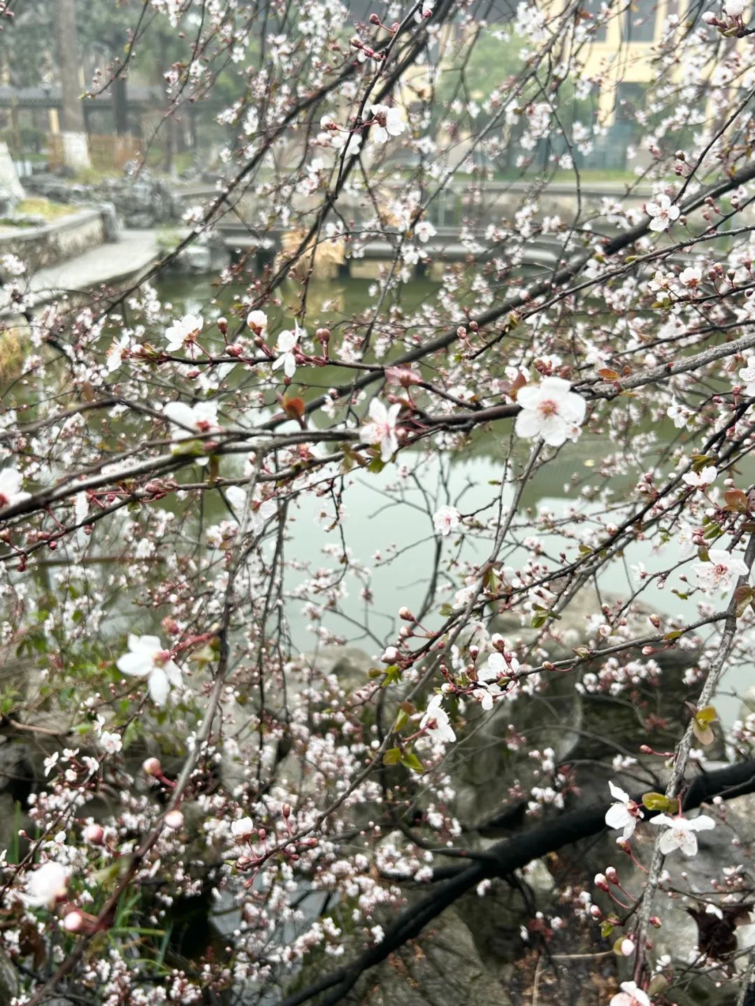 南京高校“顶流校花”大赏，你PICK哪个？