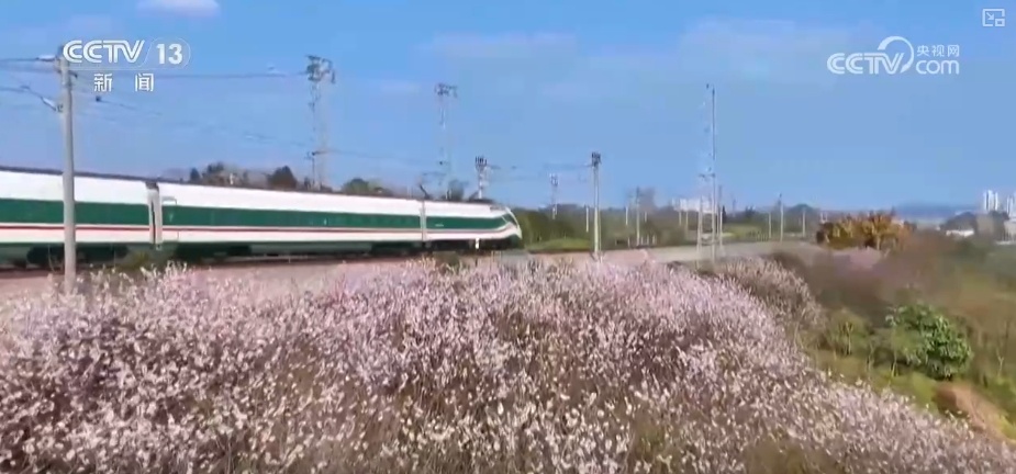 花样文旅“圈粉”引客来 “追花游”点亮旅游市场“多彩”引擎