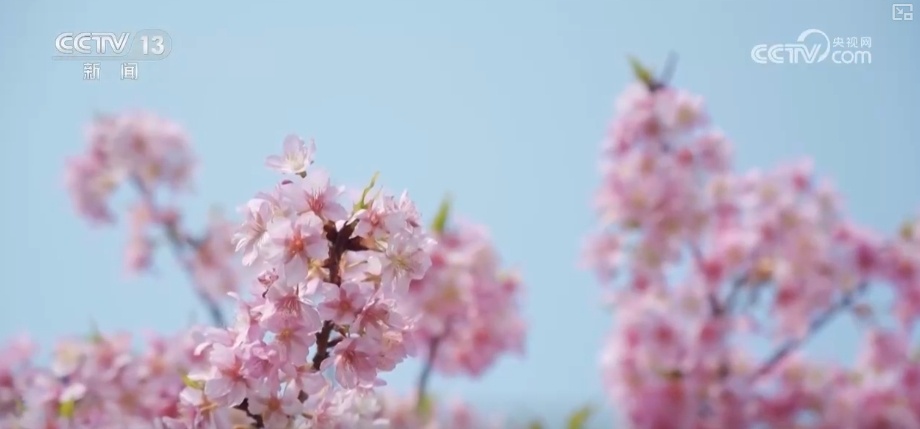 花样文旅“圈粉”引客来 “追花游”点亮旅游市场“多彩”引擎